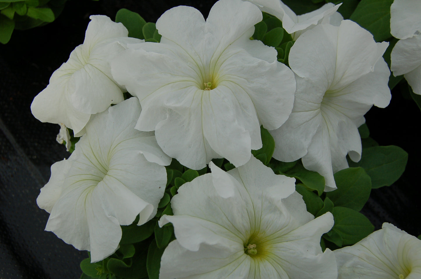 Petunia White (3-pack)
