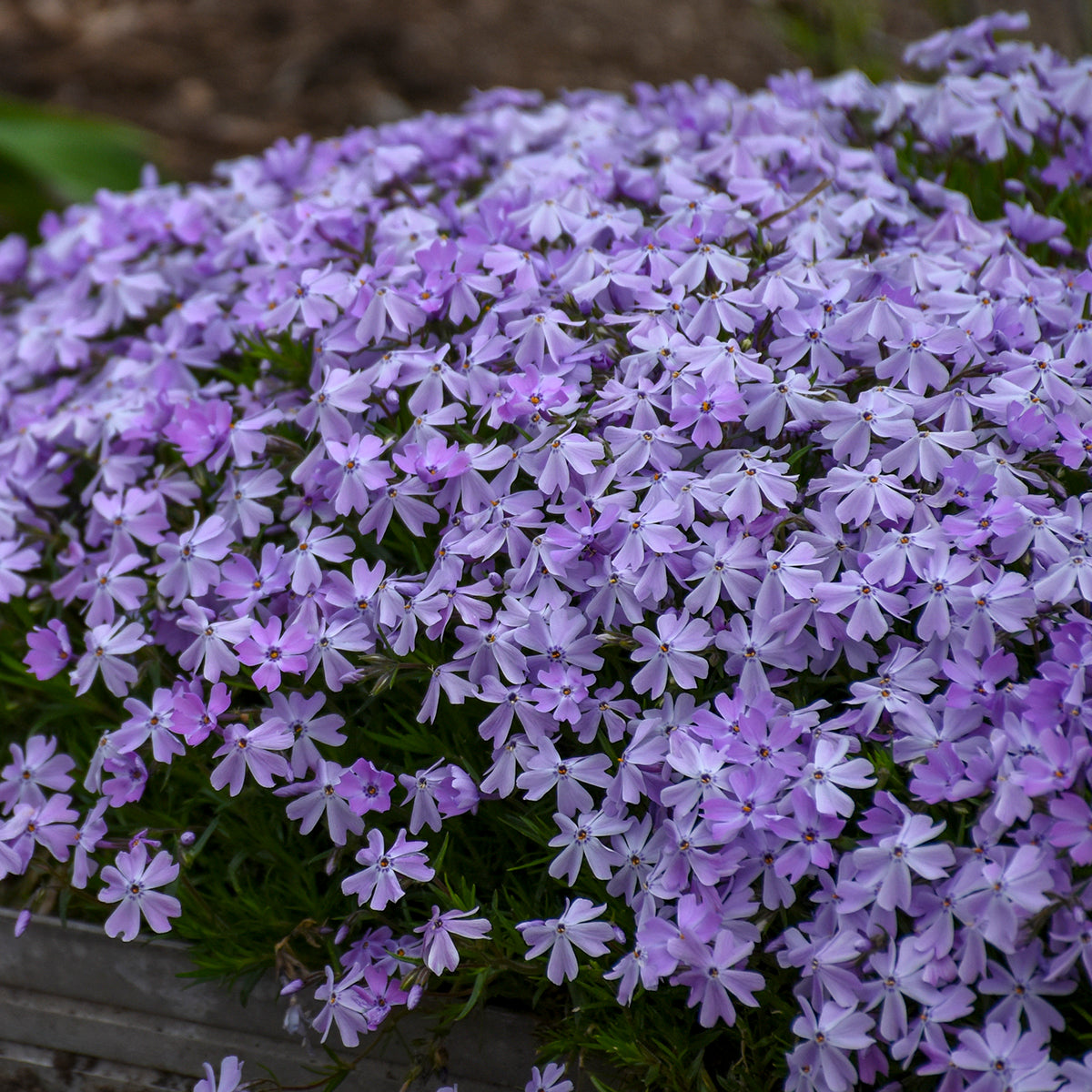 Phlox - Blue Emerald