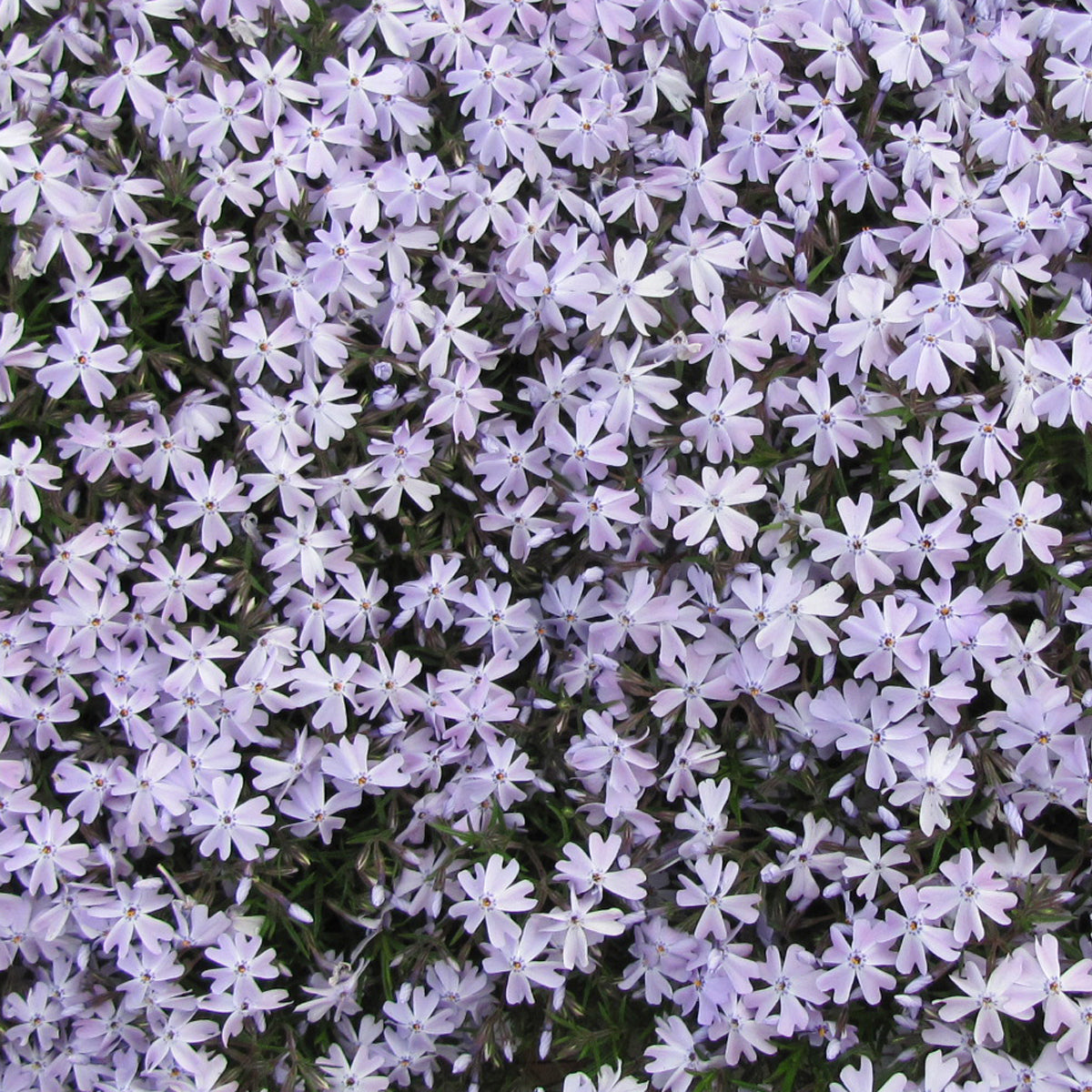 Phlox - Blue Emerald