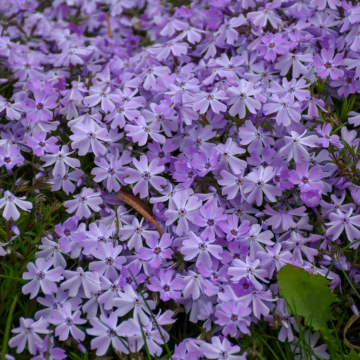 Phlox - Blue Emerald