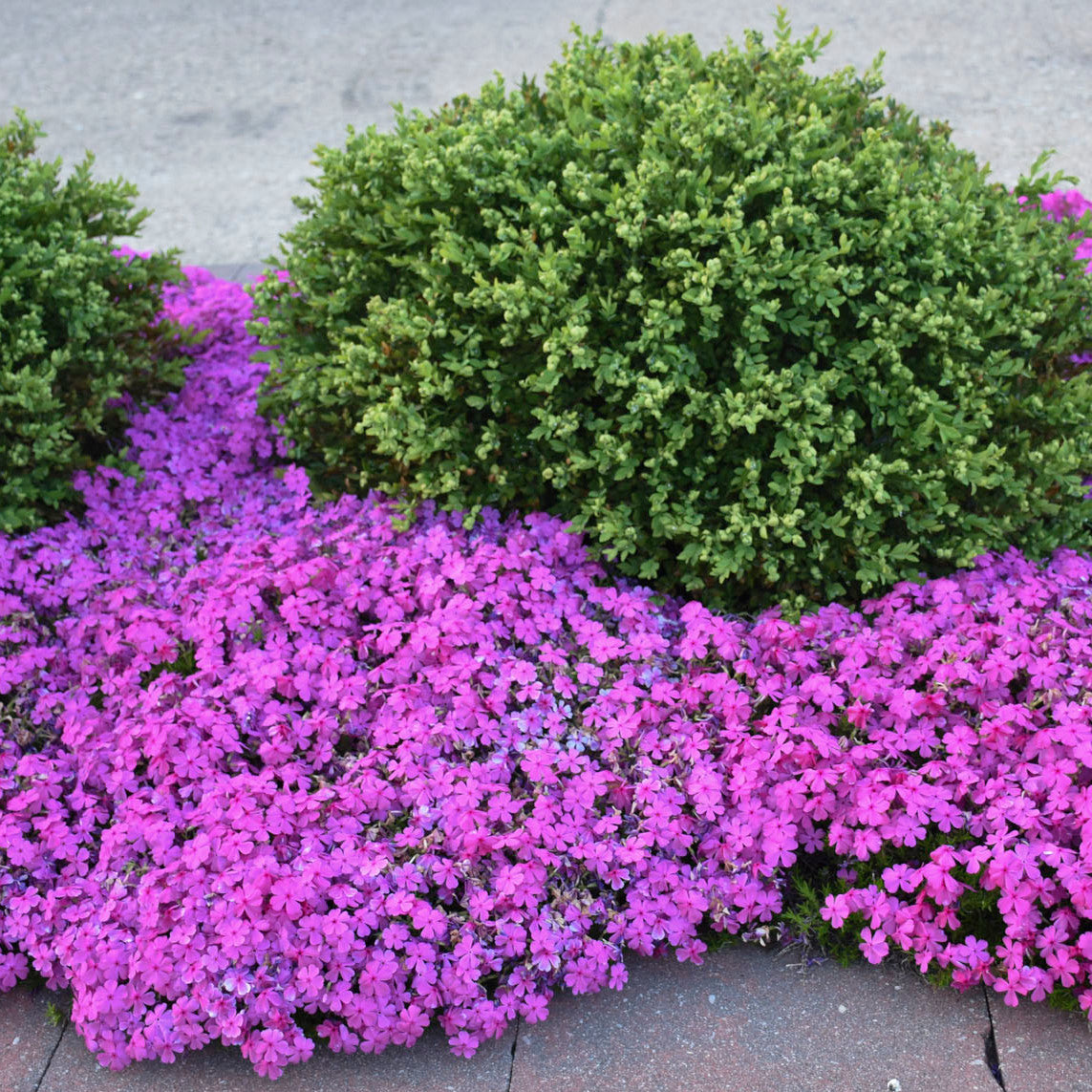 Phlox Creeping (Drummond's Pink) (6.5" tall pot)