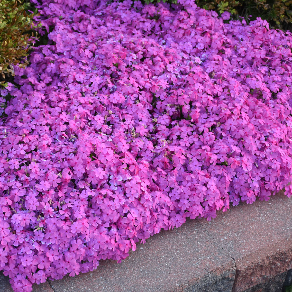 Phlox Creeping (Drummond's Pink) (6.5" tall pot)