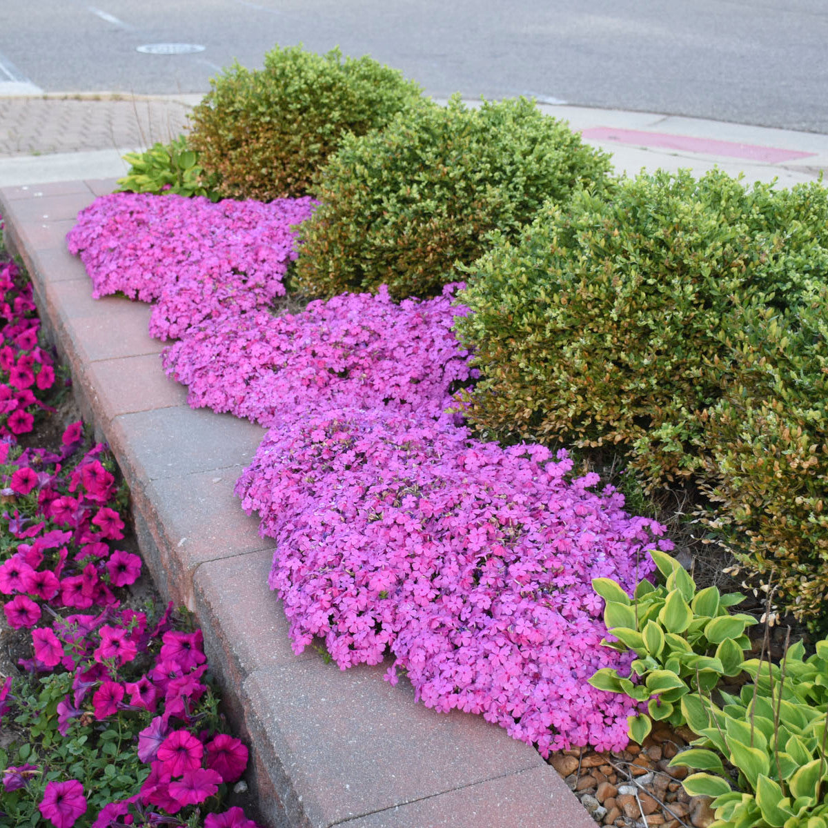 Phlox Creeping (Drummond's Pink) (6.5" tall pot)