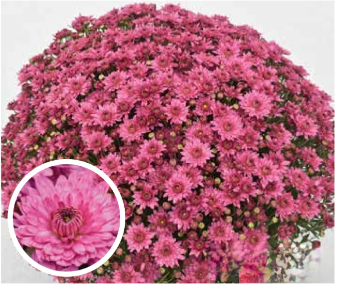 Pink 9" Mum