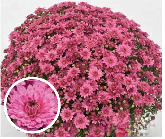 Pink 9" Mum