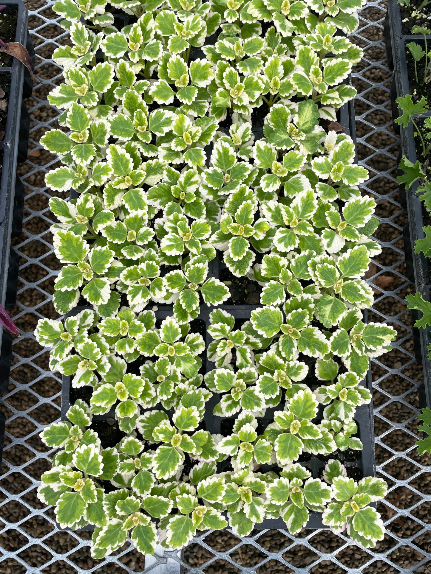 Plectranthus (3.5" square pot)