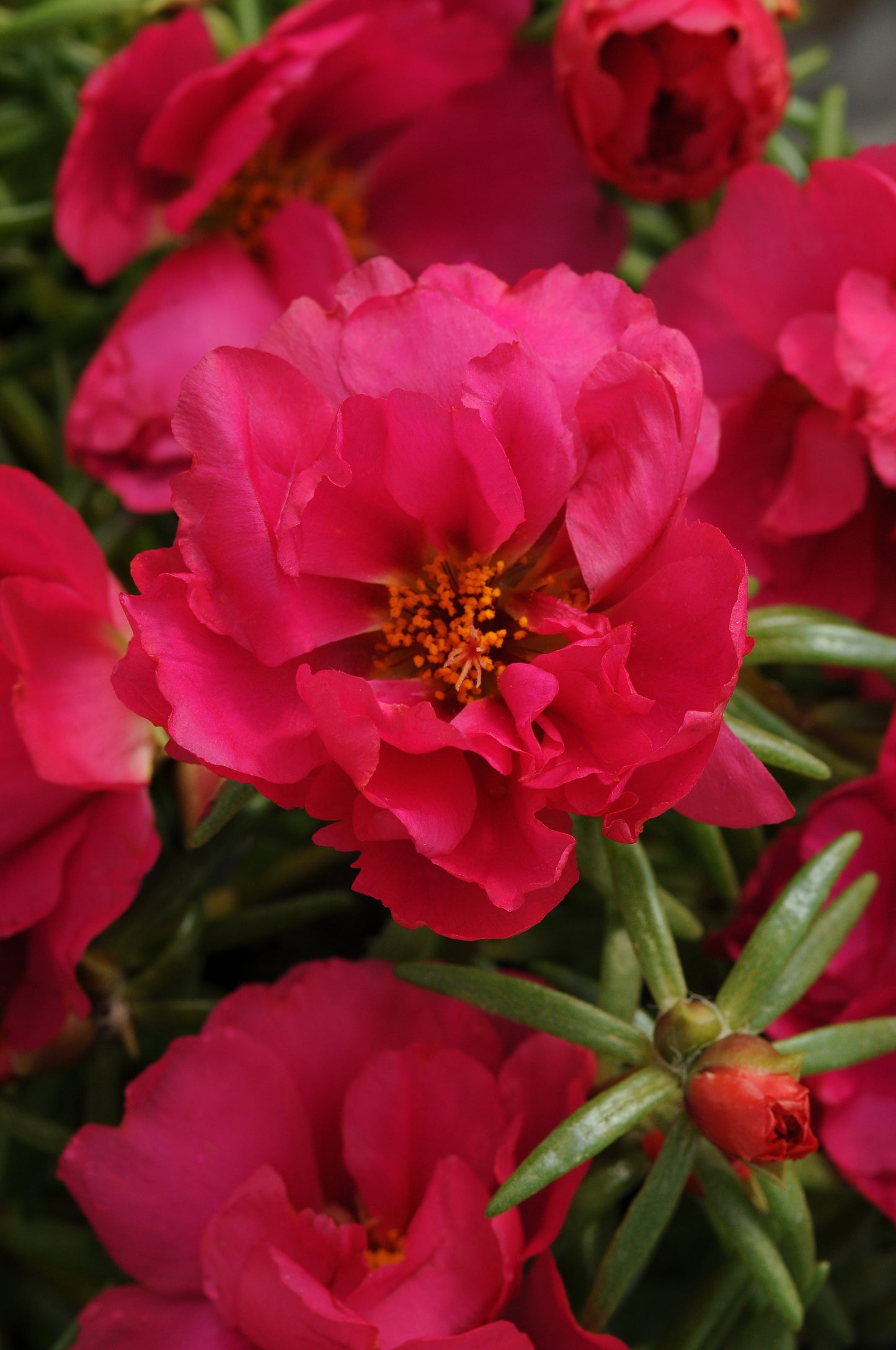 Portulaca Fuchsia (3-pack)