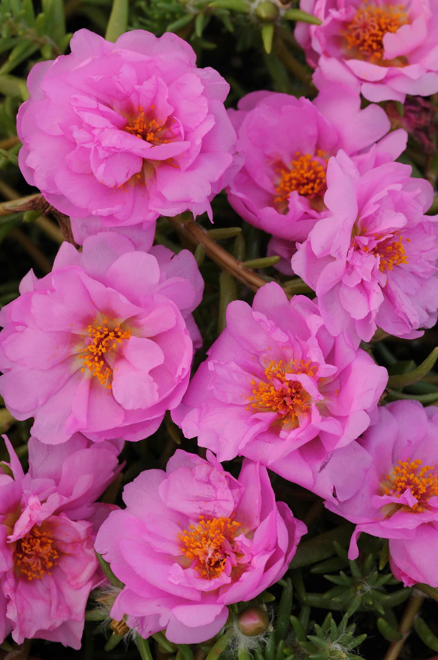 Portulaca Pink (3-pack)