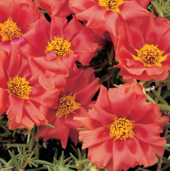 Portulaca Scarlet (3-pack)