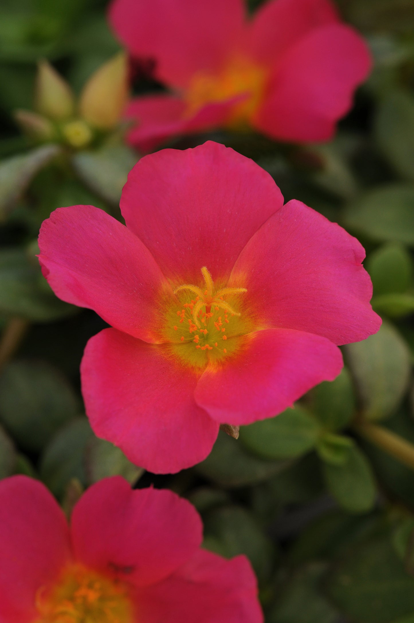 Portulaca (Purslane) Magenta (5" orange pot)