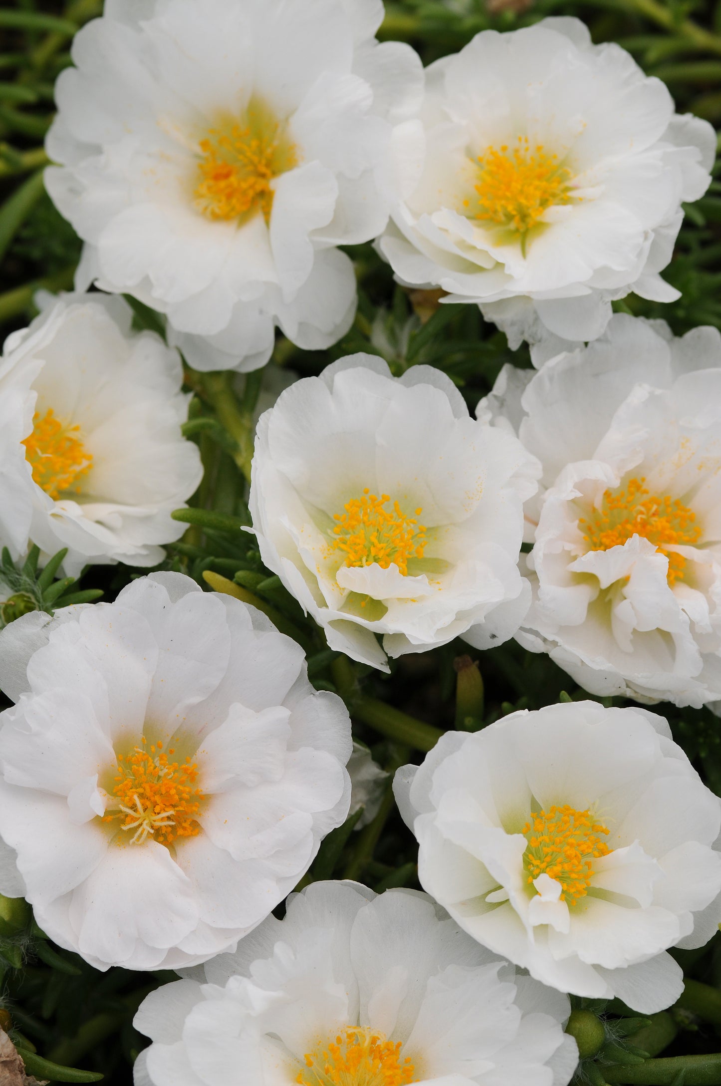 Portulaca (Purslane) White (5" orange pot)
