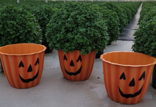 Pumpkin Pot cover (for 9" mums)