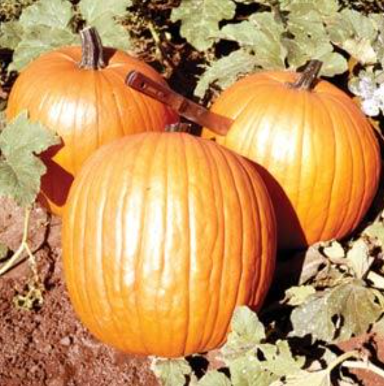 Pumpkin Howden (3-pack)