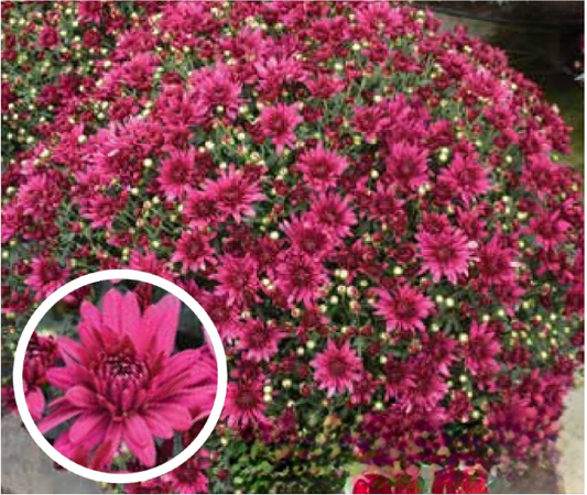 Purple 9" Mum