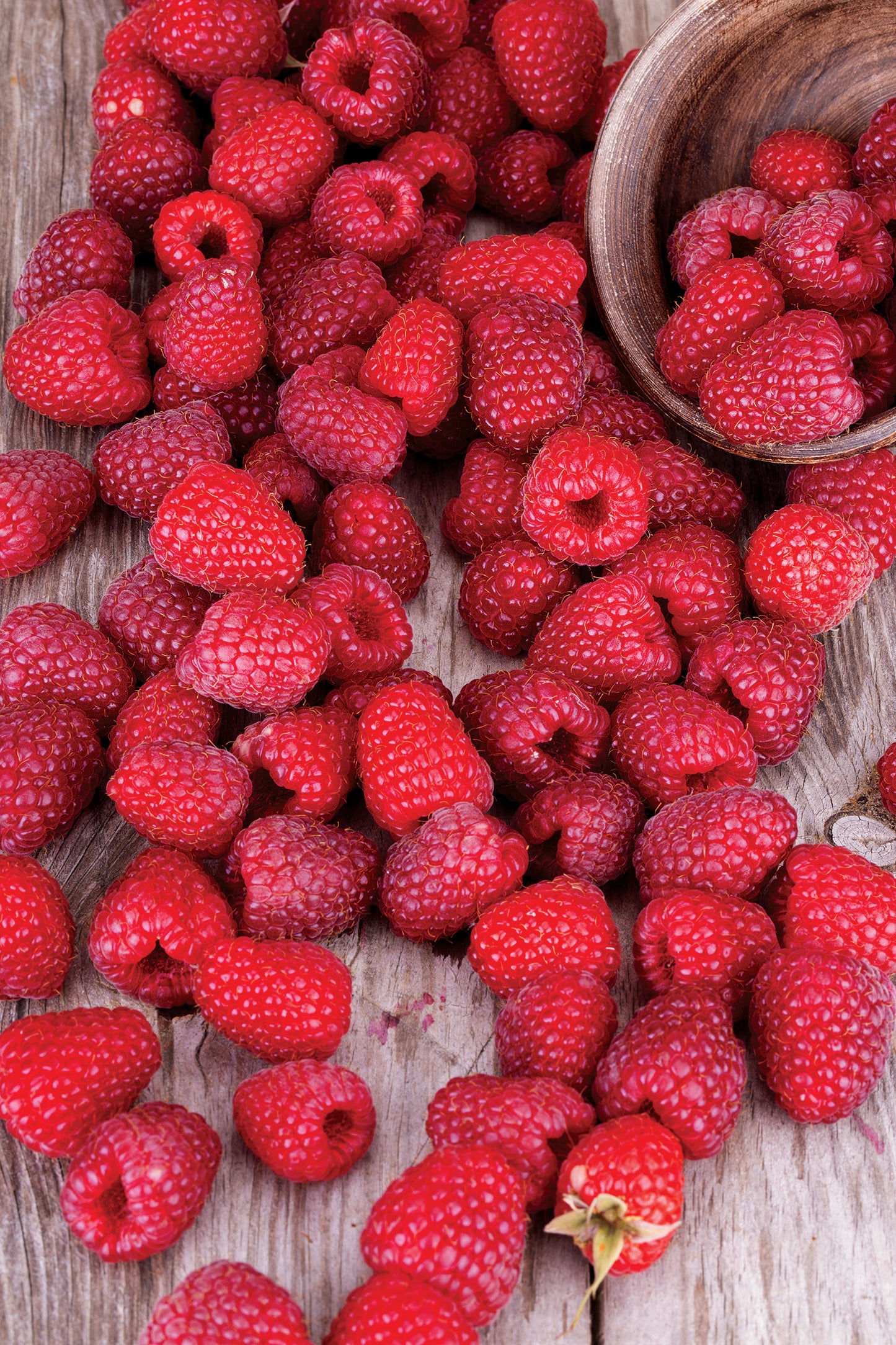 Raspberries Red Latham (7" orange gallon pot)