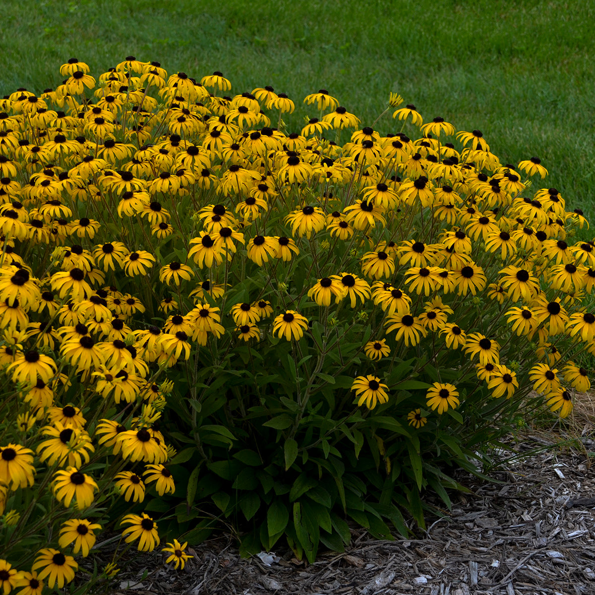 Rudbeckia (6.5" tall pot)