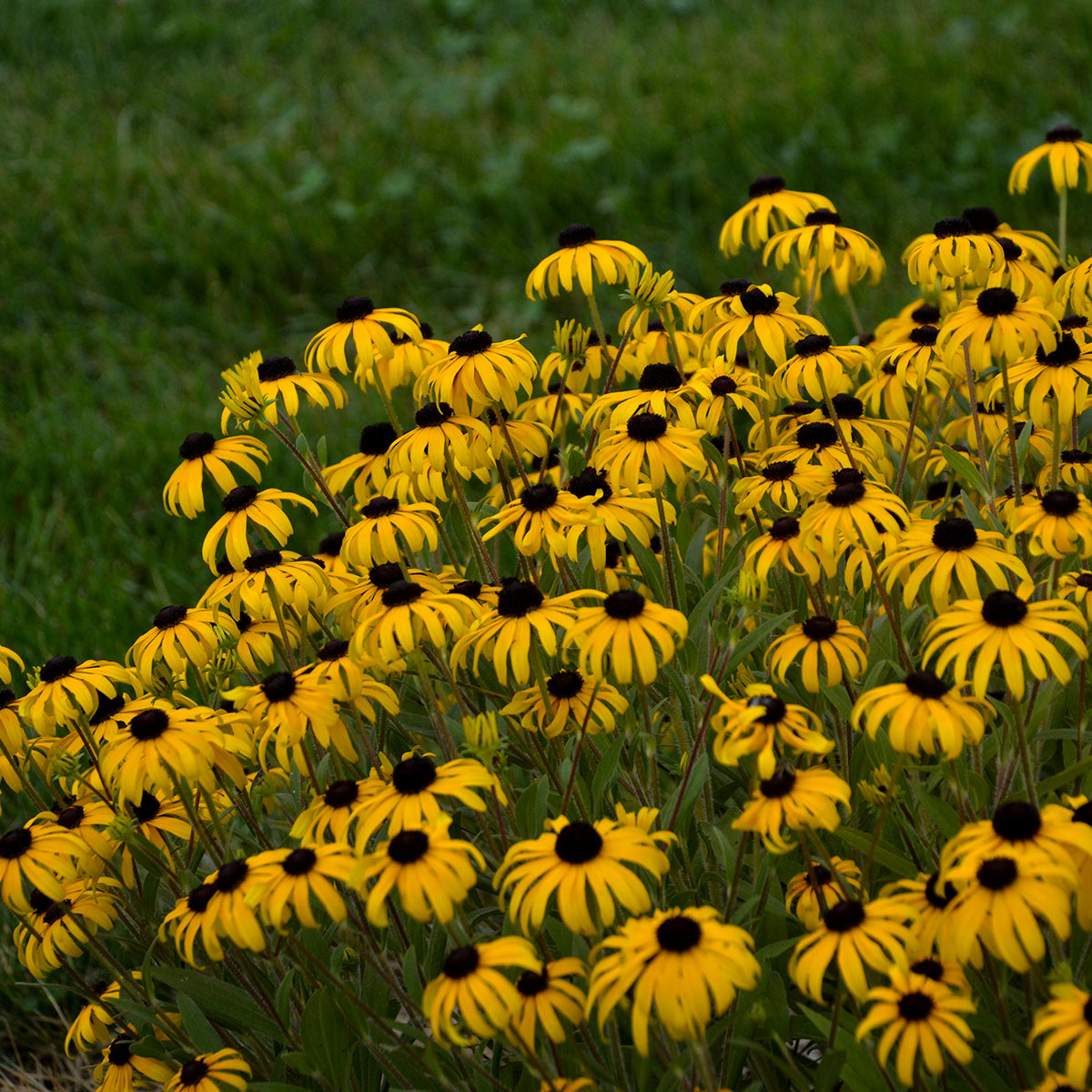 Rudbeckia (6.5" tall pot)