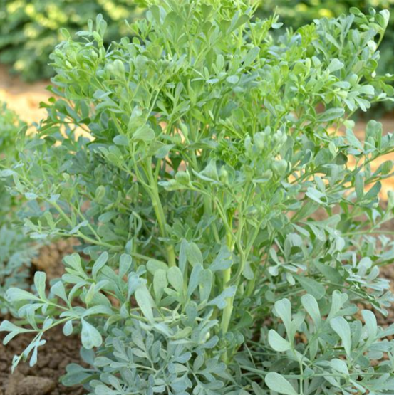Herb Rue (3.5" pot)