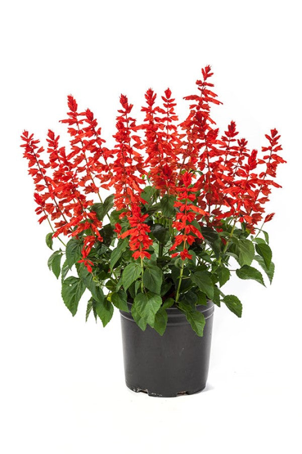 Salvia Red Tall (3-pack)