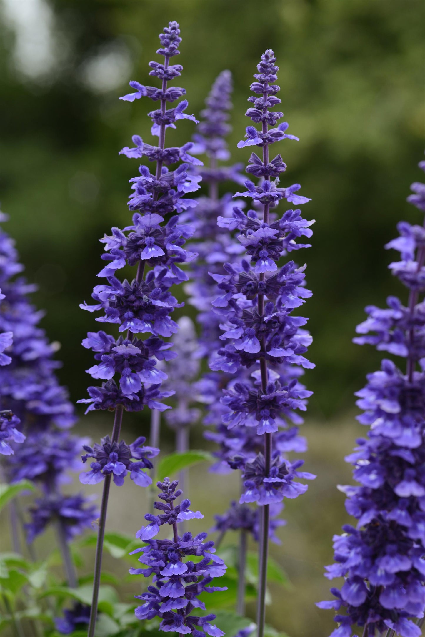 Salvia Mystic Spires (5" pot)