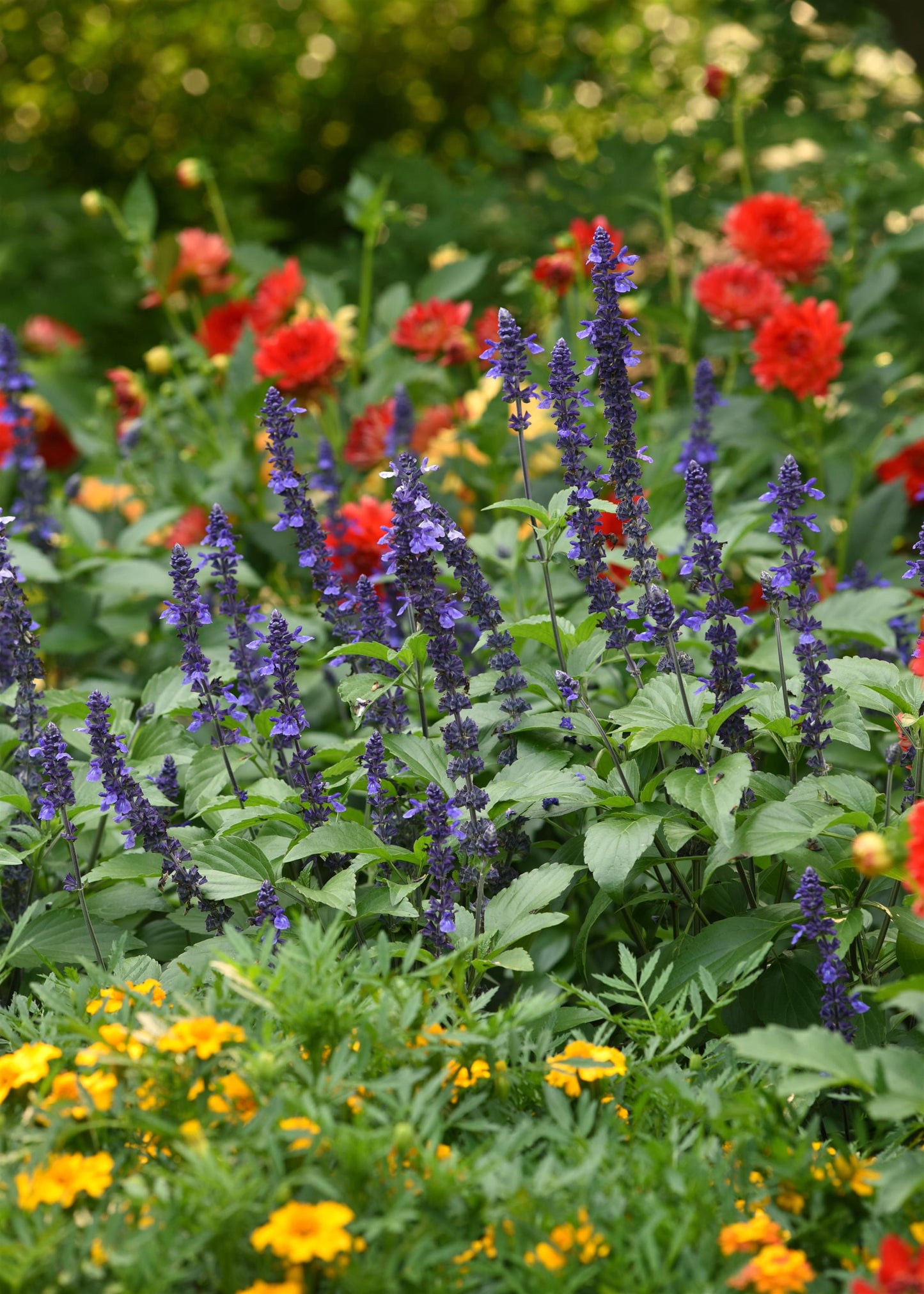 Salvia Mystic Spires (5" pot)