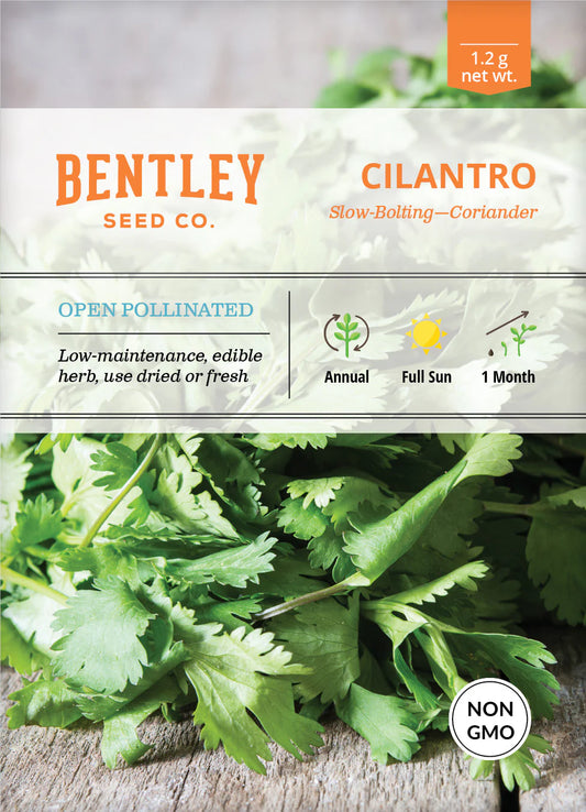 Cilantro - Slow Bolting, Corriander