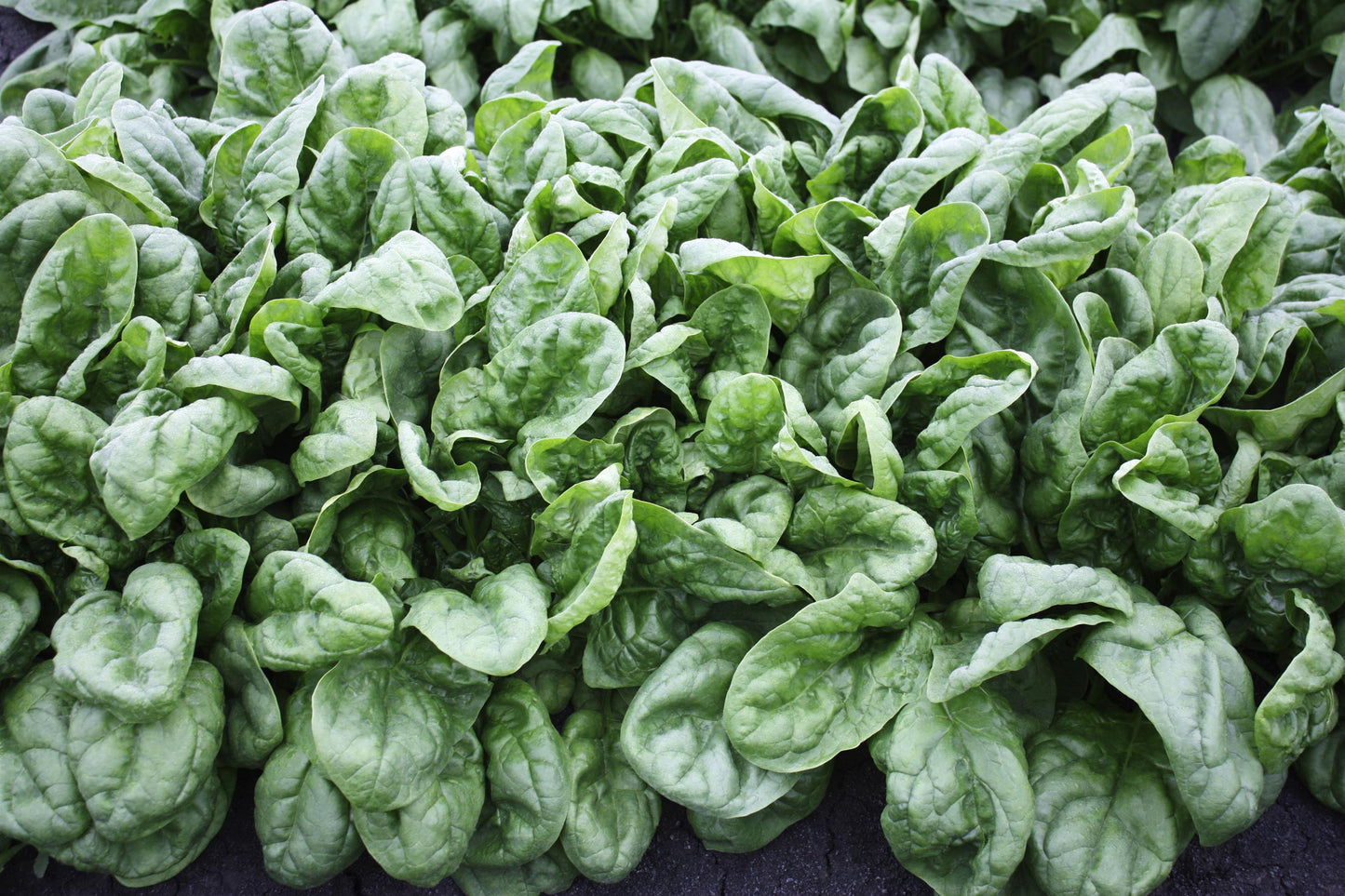 Spinach Olympia (3-pack)