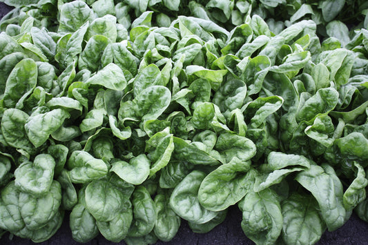 Spinach Olympia (3-pack)