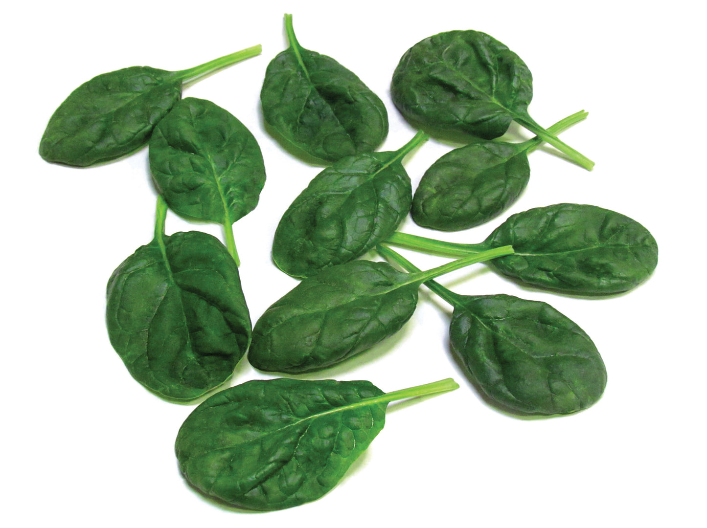 Spinach Olympia (3-pack)