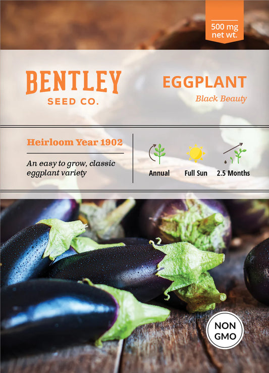 Eggplant - Black Beauty