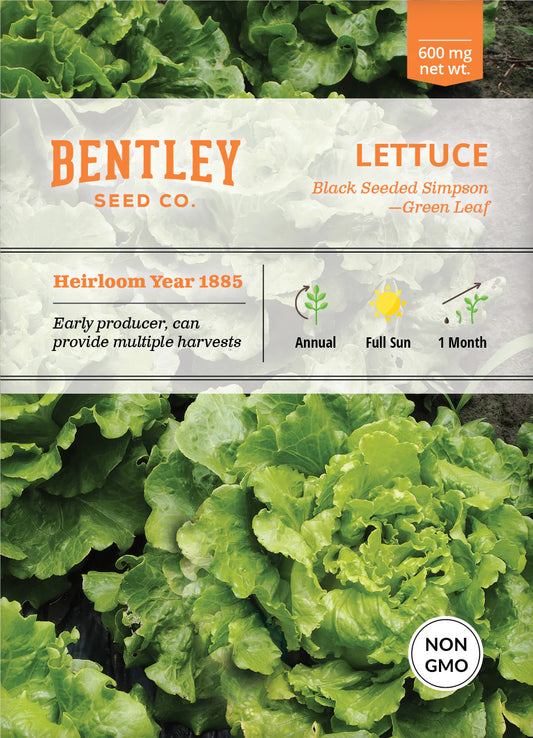 Lettuce - Black Seeded Simpson, Green Leaf