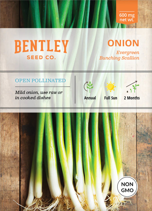 Onion - Evergreen Bunching Scallion