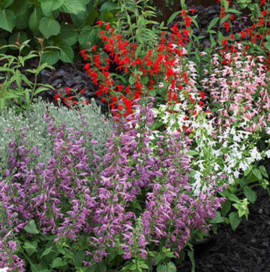 Salvia Mix (3-pack)