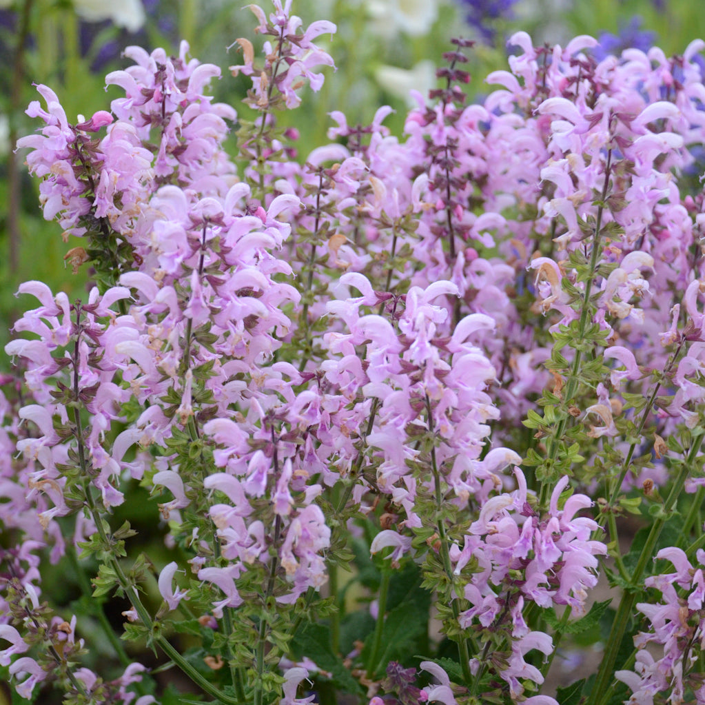 Salvia "Ballerina Pink" (6.5" tall pot)