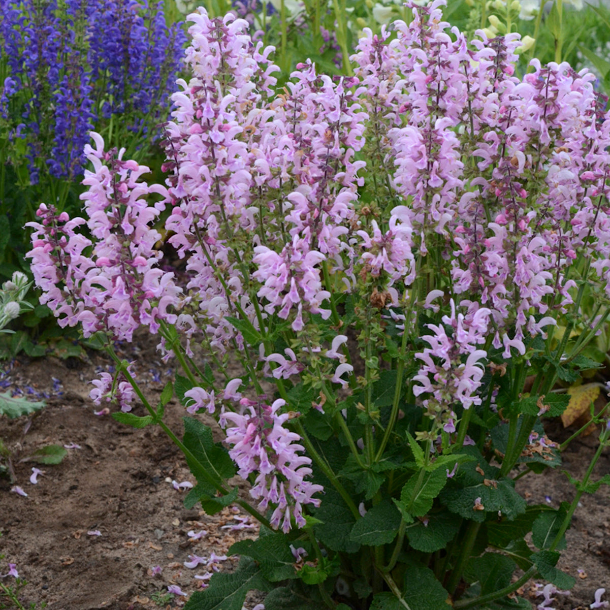 Salvia "Ballerina Pink" (6.5" tall pot)