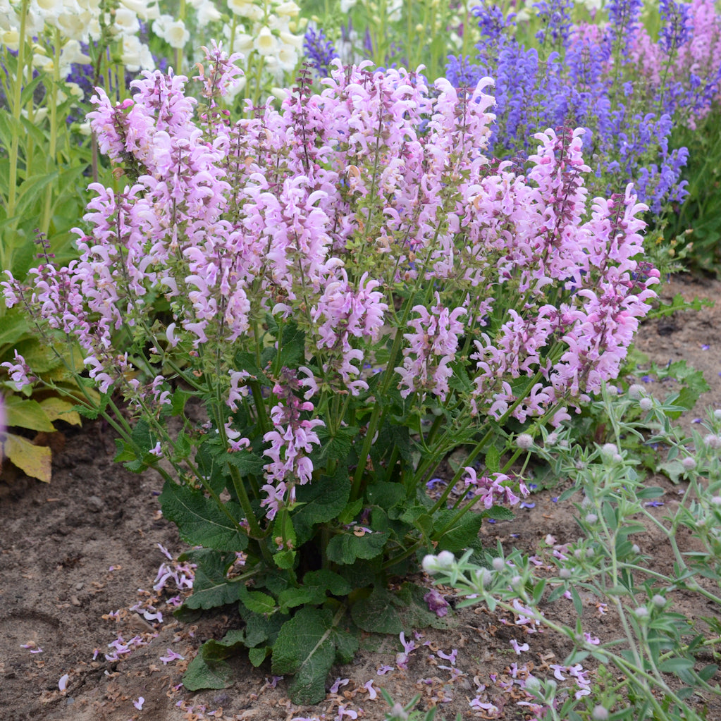 Salvia "Ballerina Pink" (6.5" tall pot)