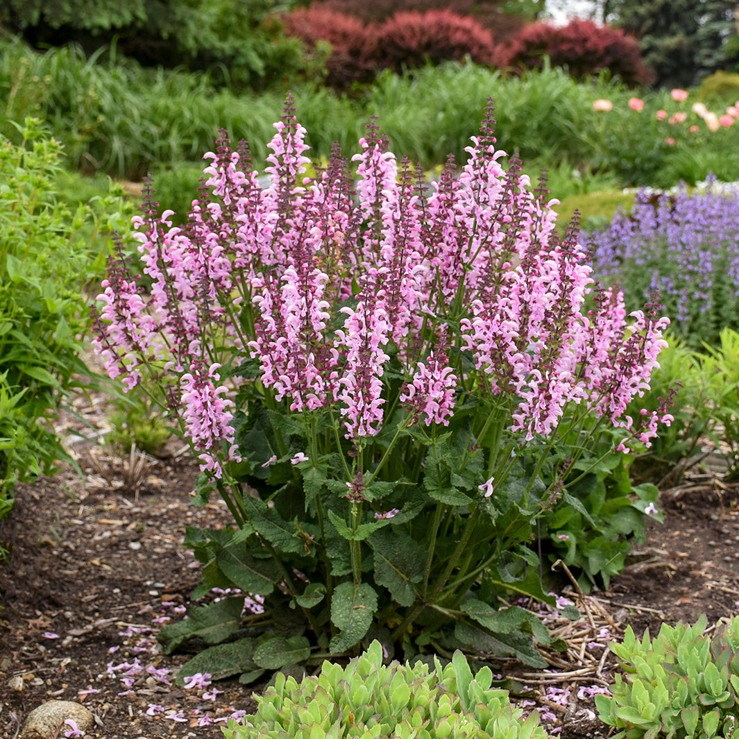 Salvia "Ballerina Pink" (6.5" tall pot)