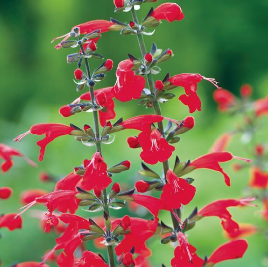 Salvia Summer Jewel Red (3-pack)