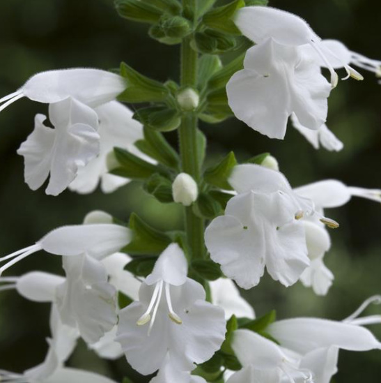 Salvia Summer Jewel White (3-pack)