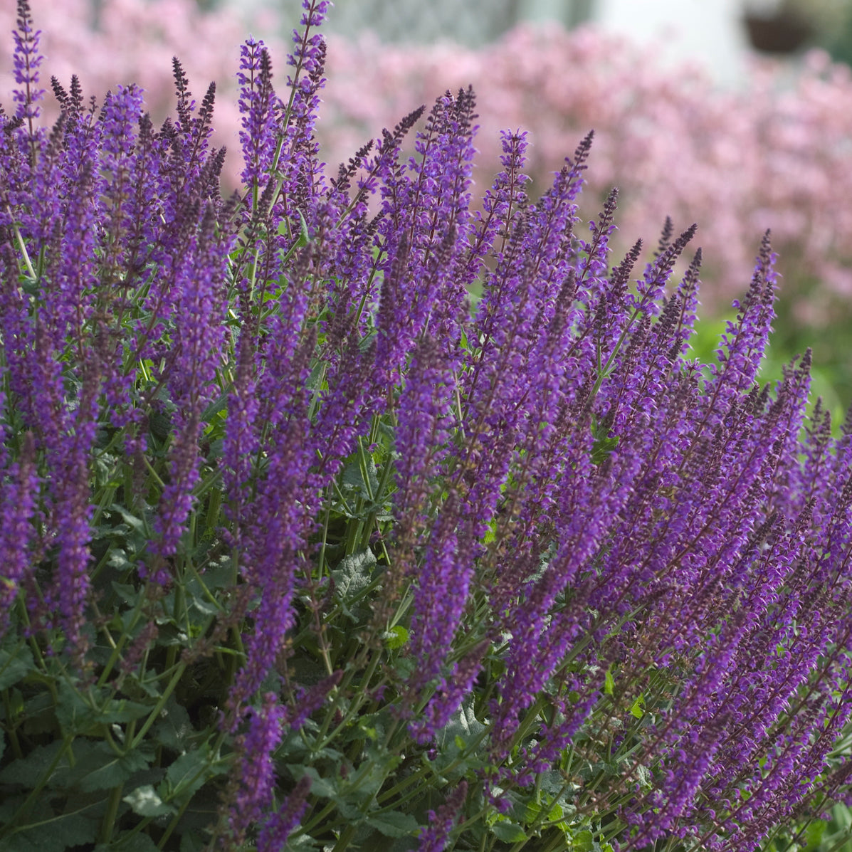 Salvia "May Night" (6.5" tall pot)