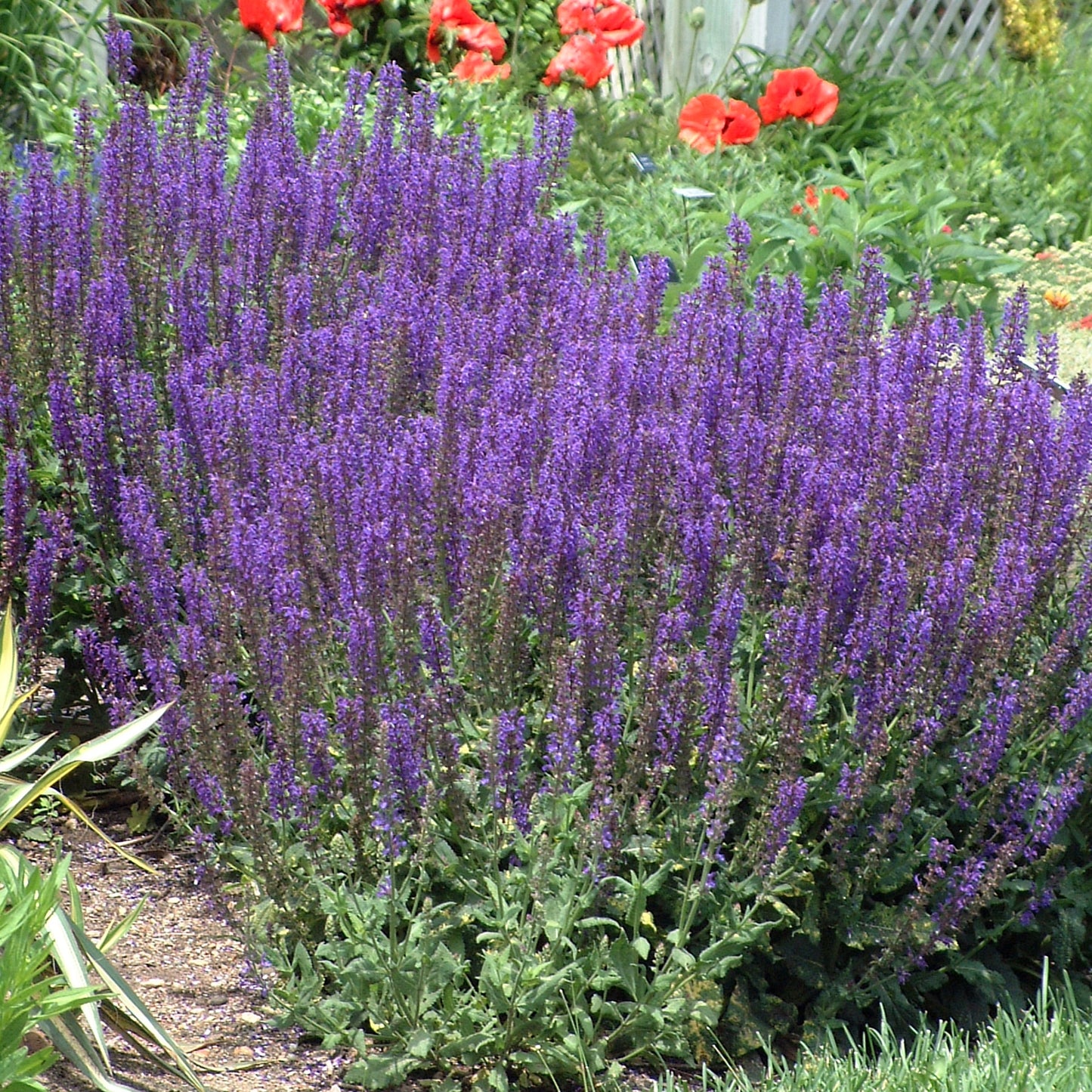 Salvia "May Night" (6.5" tall pot)