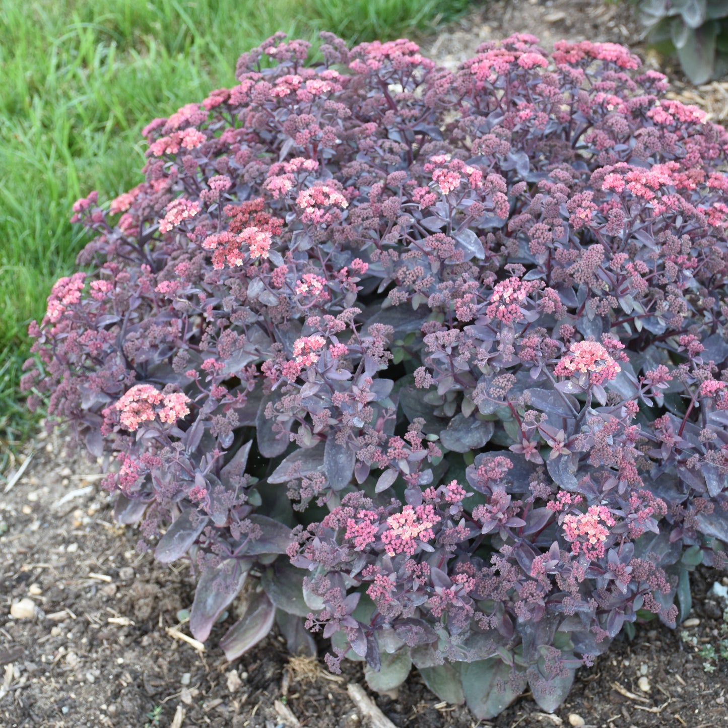 Sedum Wineberry Delight PPAF (6.5" tall pot)