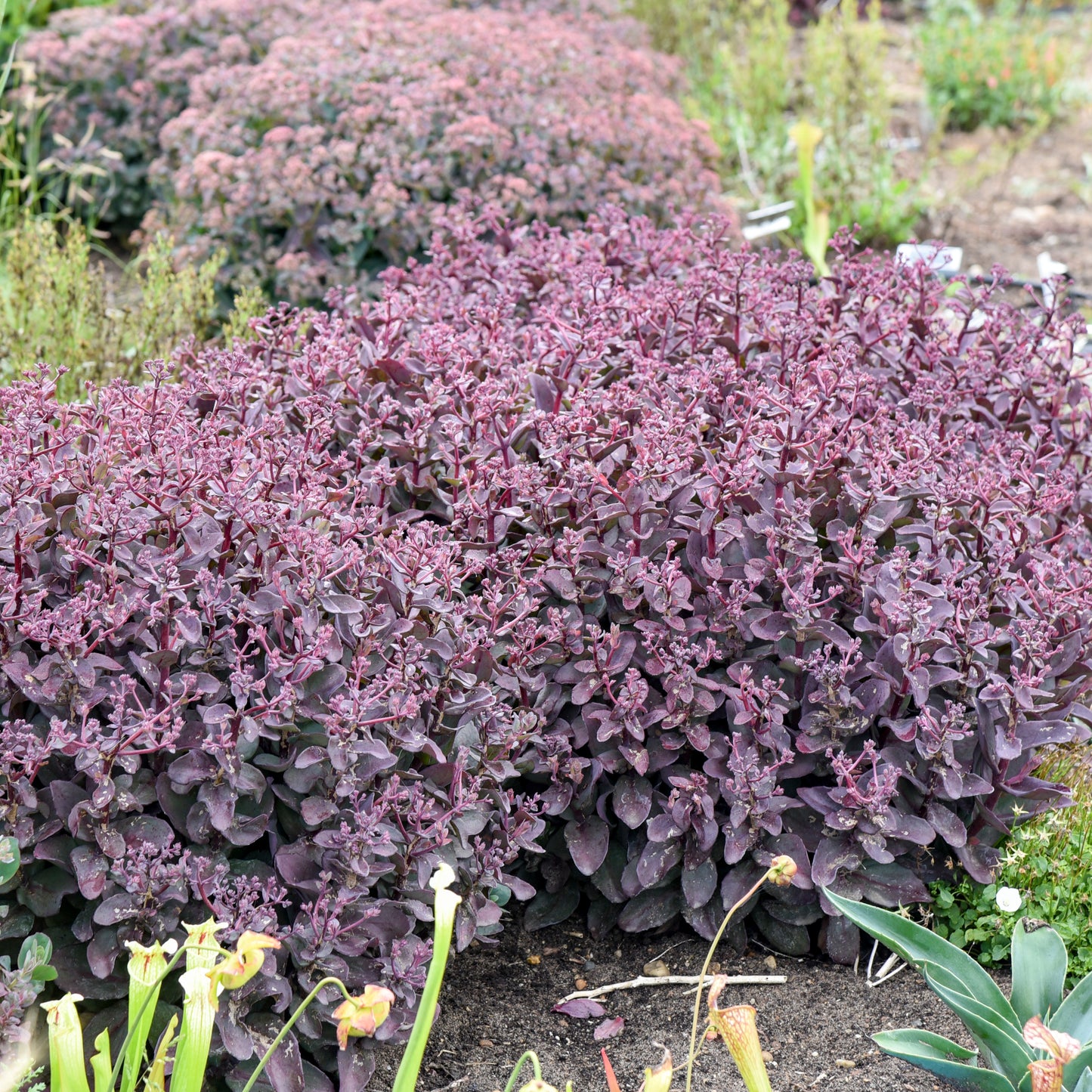 Sedum Wineberry Delight PPAF (6.5" tall pot)