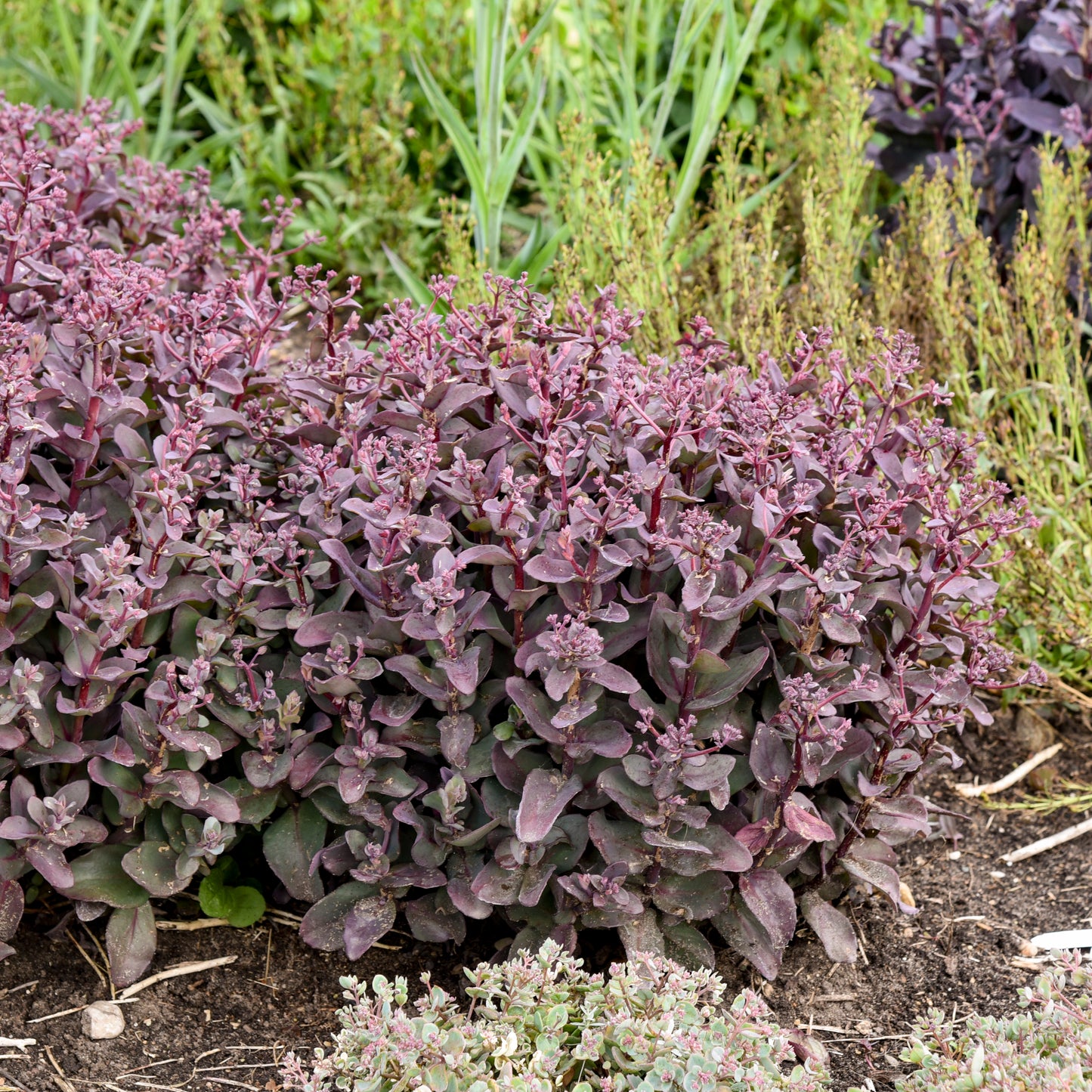 Sedum Wineberry Delight PPAF (6.5" tall pot)