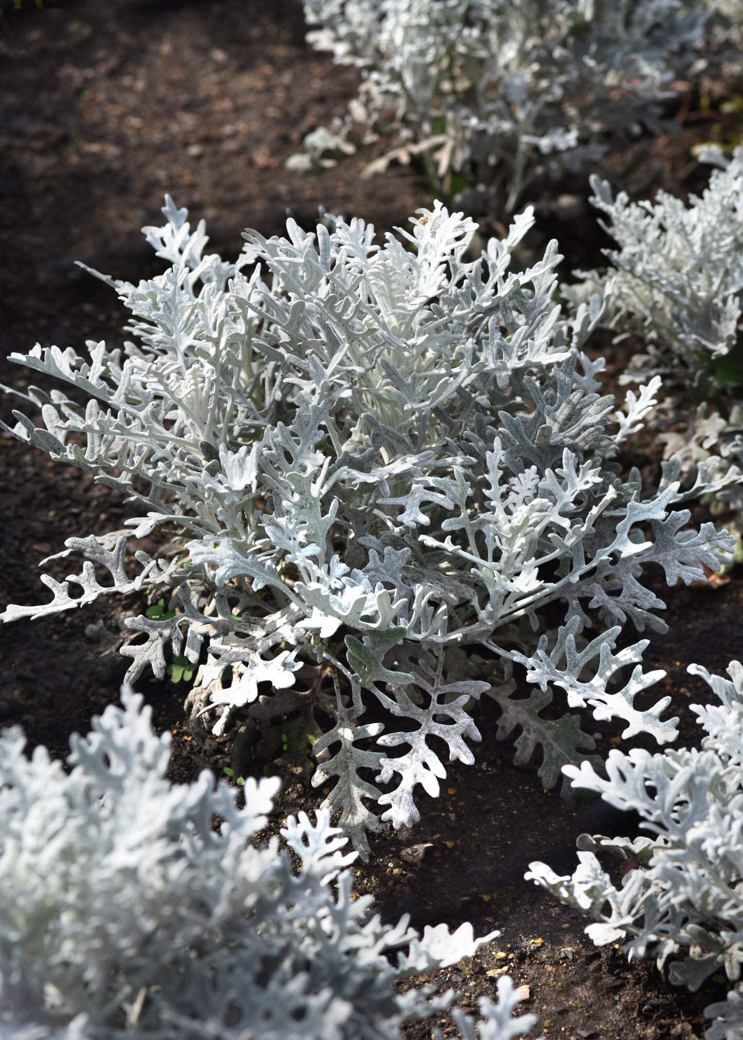 Dusty Miller Silverdust (3-pack)