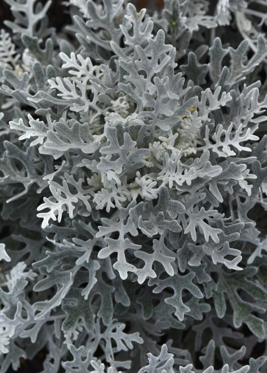 Dusty Miller Silverdust (3-pack)
