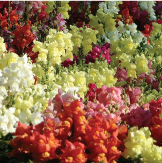 Snapdragon Snapshot Mix (3-pack)