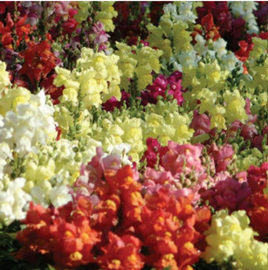 Snapdragon Snapshot Mix (3-pack)