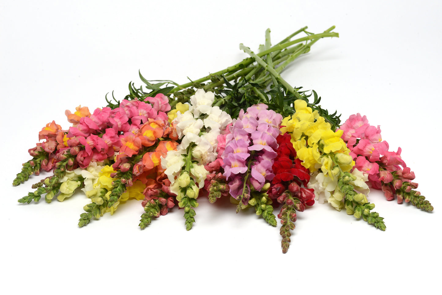 Snapdragon Rocket Mix - TALL (3-pack)