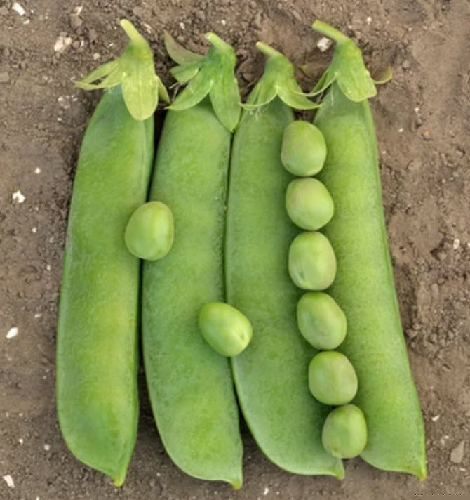 Snowpeas (3-pack)